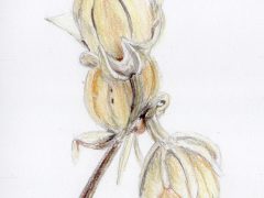 Hibiscus Seed Posd