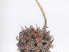 Sweet Gum Seed Pod