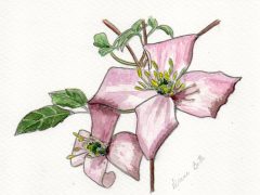 Clematis Flower