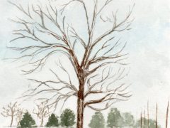 Snowy Belle Grove Sycamore