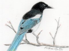 Iberian Magpie bird