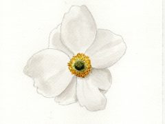 White Anemone Flower