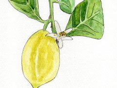 Lemon