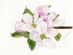 Apple Blossoms