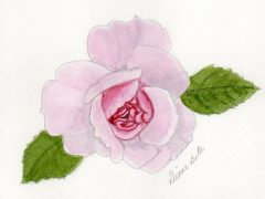 Pink Rose