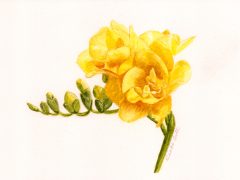 Yellow Freesia