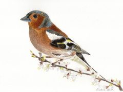 Chaffinch Bird