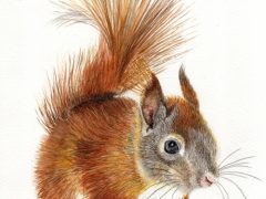 Red Squirrel