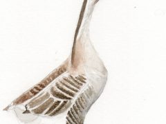 Chinese Goose