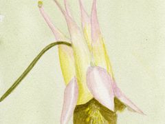 Utah Columbine Flower