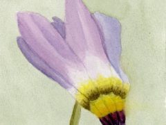 Primula Flower