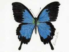 Blue and Black Swallowtail butterfly