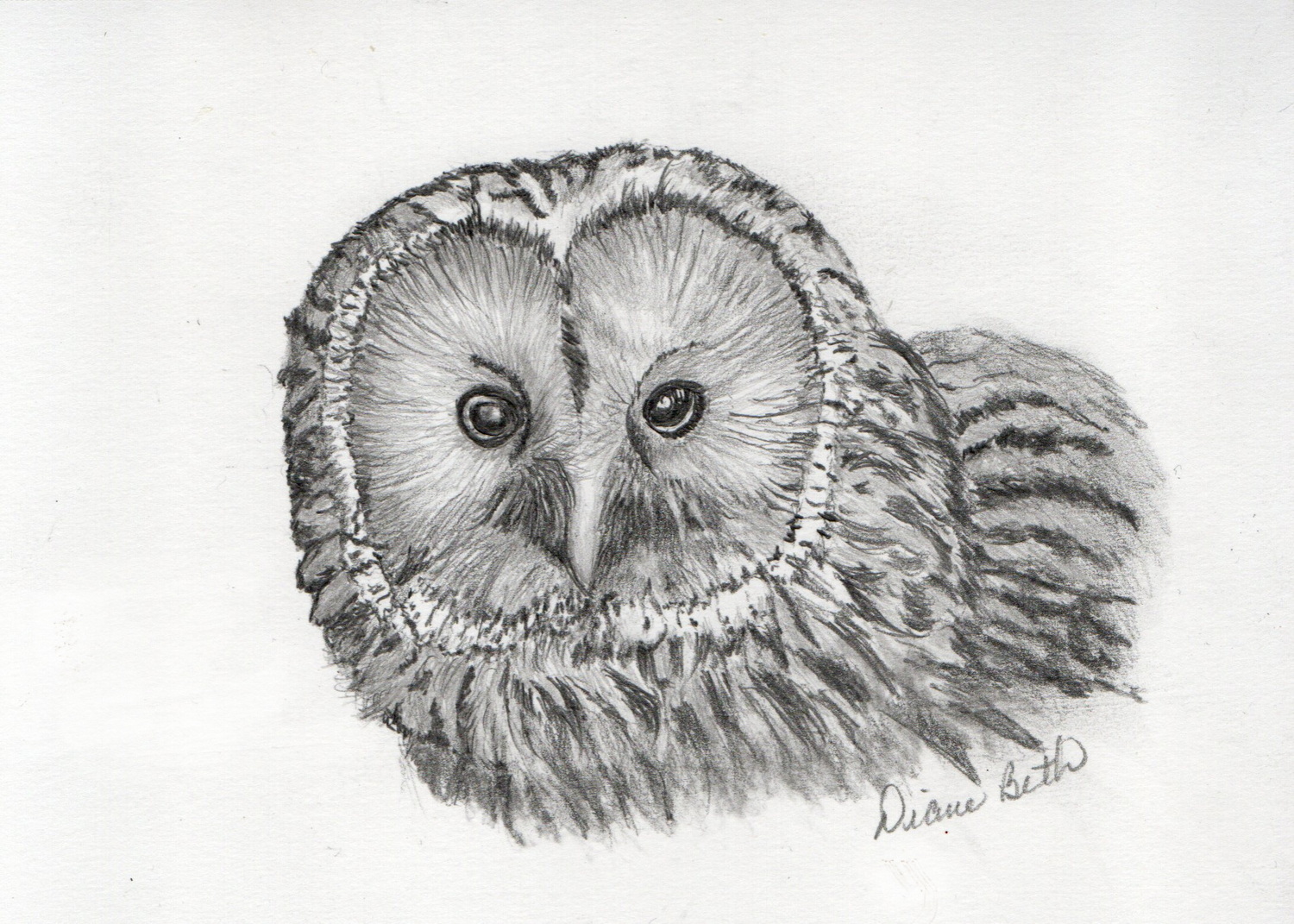 Ural Owl