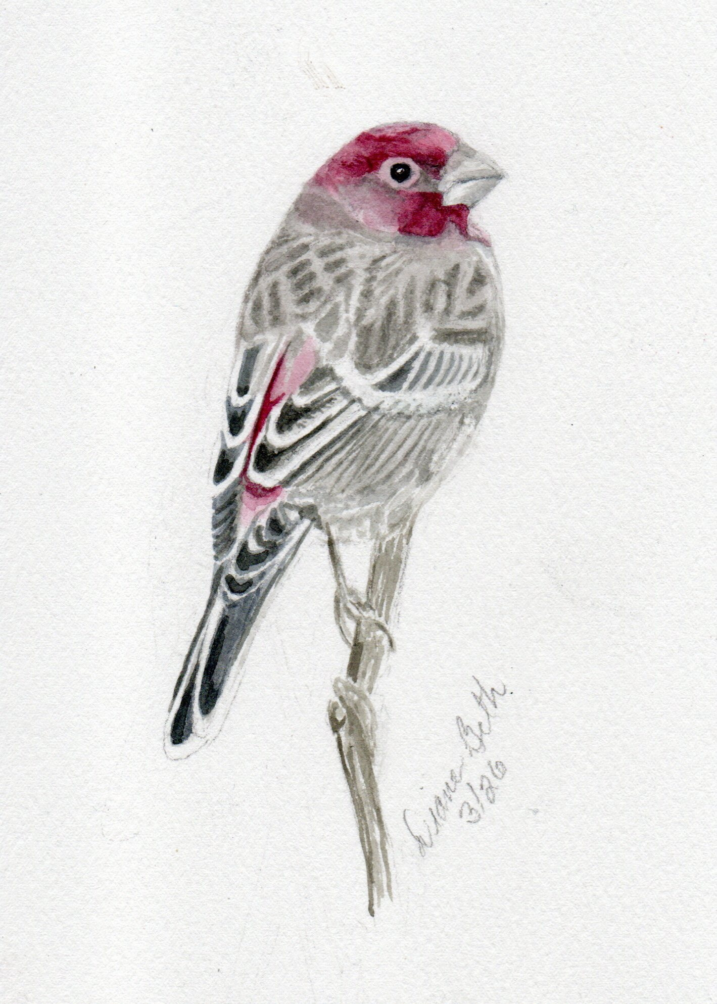 Male House Finch