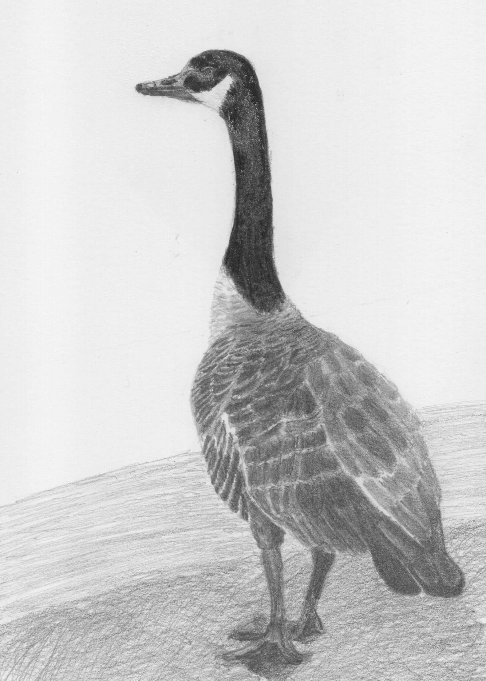 Giant Canadian Goose