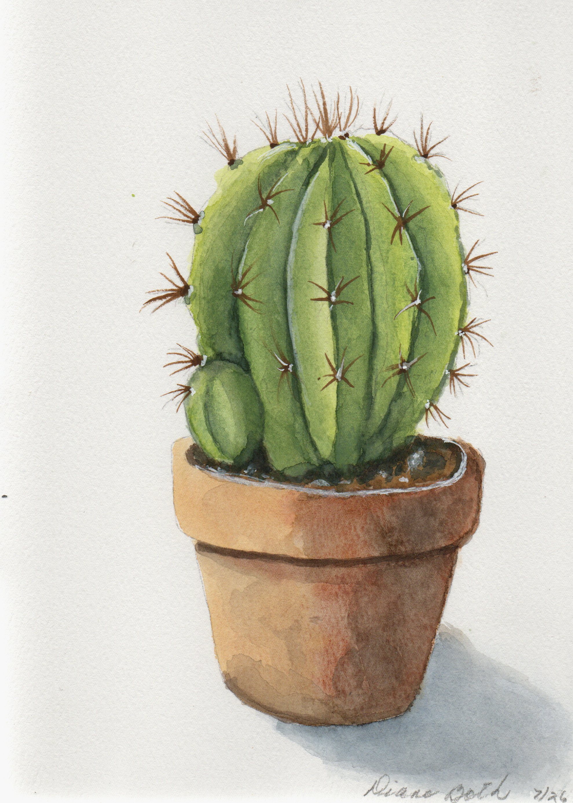 Barrel Cactus